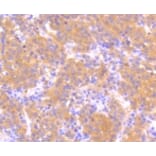 Anti-MEK1 (phospho-S218/S222) Antibody from Bioworld Technology (BS9945M) - Antibodies.com