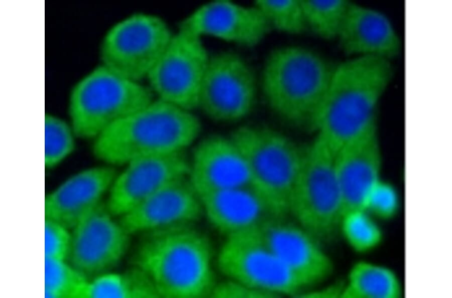 Anti-MEK1 (phospho-S218/S222) Antibody from Bioworld Technology (BS9945M) - Antibodies.com