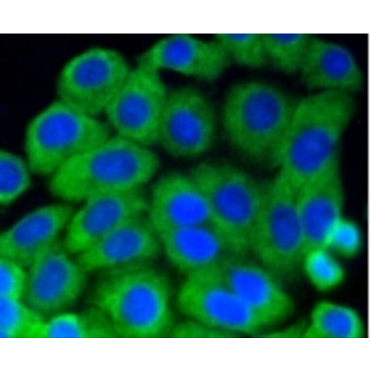 Anti-MEK1 (phospho-S218/S222) Antibody from Bioworld Technology (BS9945M) - Antibodies.com