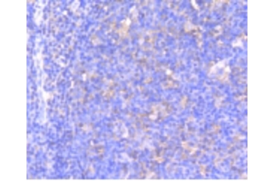 Anti-MEK1 (phospho-S218/S222) Antibody from Bioworld Technology (BS9945M) - Antibodies.com