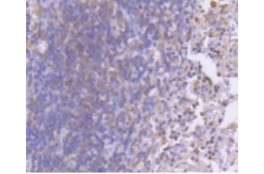 Anti-MEK1 (phospho-S218/S222) Antibody from Bioworld Technology (BS9945M) - Antibodies.com