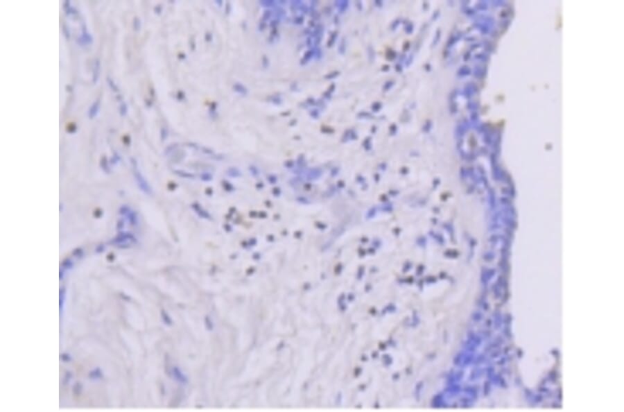Anti-MEK1 (phospho-S218/S222) Antibody from Bioworld Technology (BS9945M) - Antibodies.com