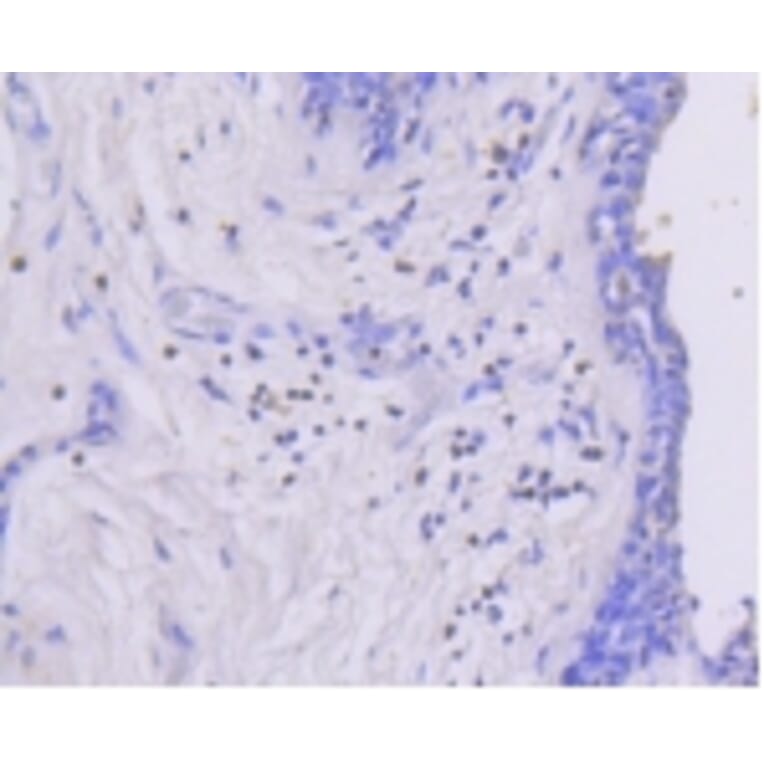 Anti-MEK1 (phospho-S218/S222) Antibody from Bioworld Technology (BS9945M) - Antibodies.com