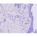 Anti-MEK1 (phospho-S218/S222) Antibody from Bioworld Technology (BS9945M) - Antibodies.com