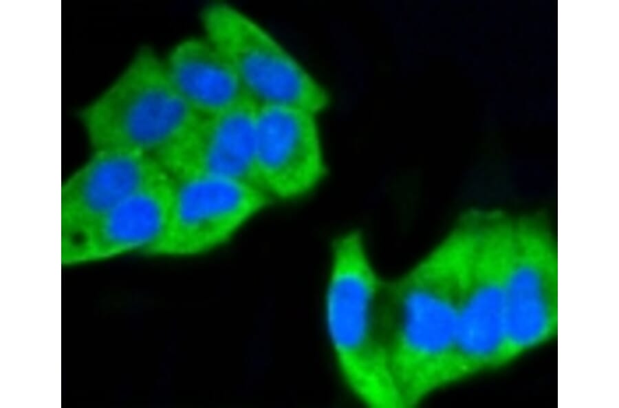 Anti-MEK1 (phospho-S218/S222) Antibody from Bioworld Technology (BS9945M) - Antibodies.com