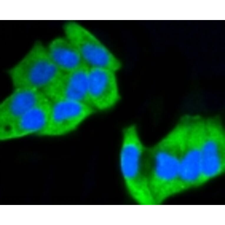 Anti-MEK1 (phospho-S218/S222) Antibody from Bioworld Technology (BS9945M) - Antibodies.com