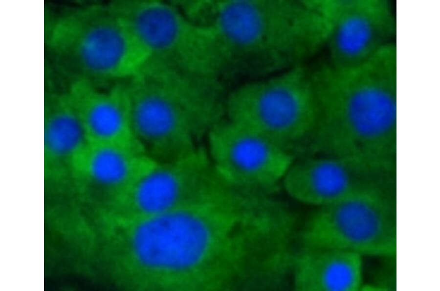 Anti-MEK1 (phospho-S218/S222) Antibody from Bioworld Technology (BS9945M) - Antibodies.com