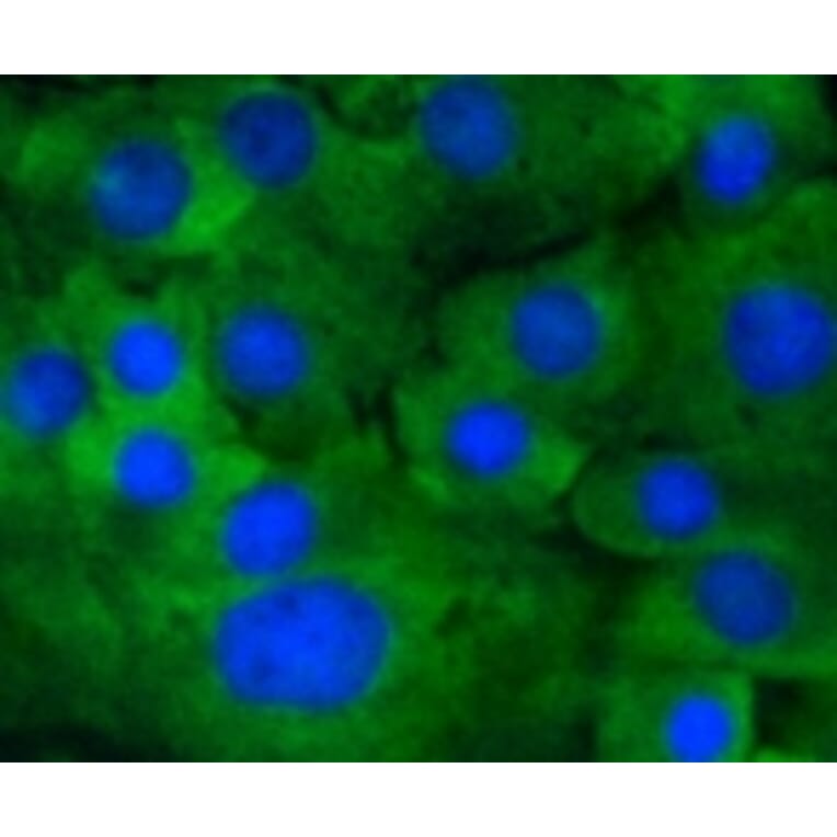 Anti-MEK1 (phospho-S218/S222) Antibody from Bioworld Technology (BS9945M) - Antibodies.com