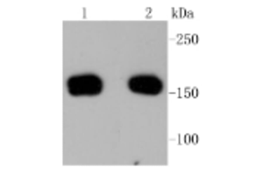 Anti-ROCK-1 Antibody from Bioworld Technology (BS9946M) - Antibodies.com