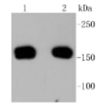 Anti-ROCK-1 Antibody from Bioworld Technology (BS9946M) - Antibodies.com