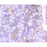 Anti-ROCK-1 Antibody from Bioworld Technology (BS9946M) - Antibodies.com