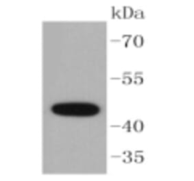 Anti-Cytokeratin 15 Antibody from Bioworld Technology (BS9947M) - Antibodies.com