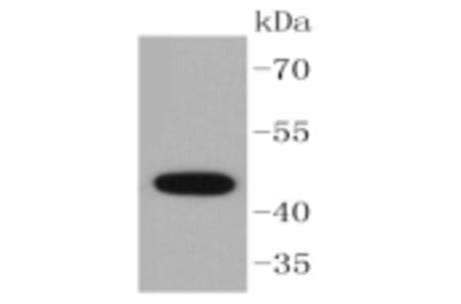 Anti-Cytokeratin 15 Antibody from Bioworld Technology (BS9947M) - Antibodies.com