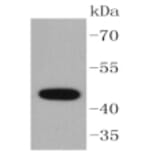 Anti-Cytokeratin 15 Antibody from Bioworld Technology (BS9947M) - Antibodies.com