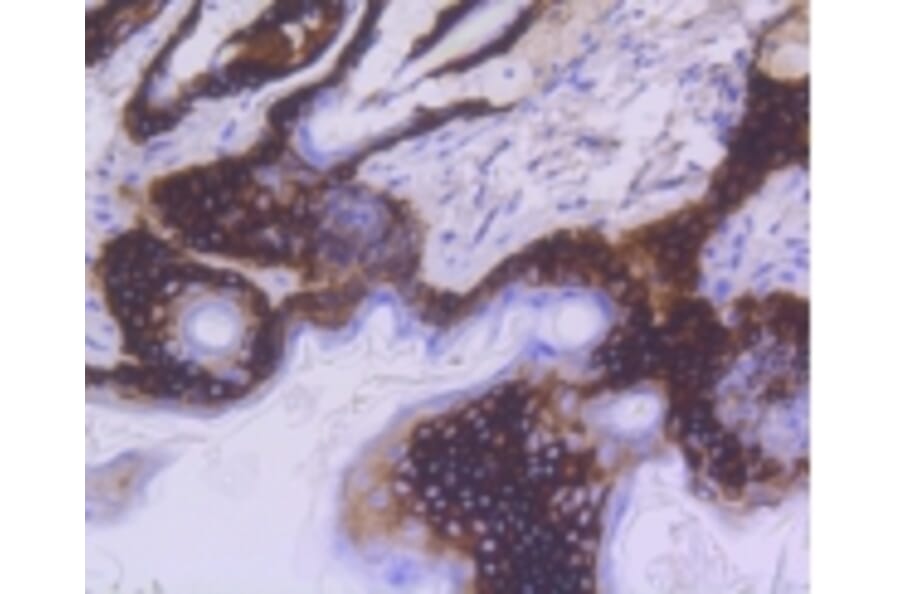 Anti-Cytokeratin 15 Antibody from Bioworld Technology (BS9947M) - Antibodies.com