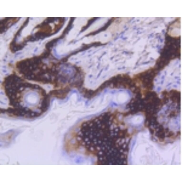 Anti-Cytokeratin 15 Antibody from Bioworld Technology (BS9947M) - Antibodies.com