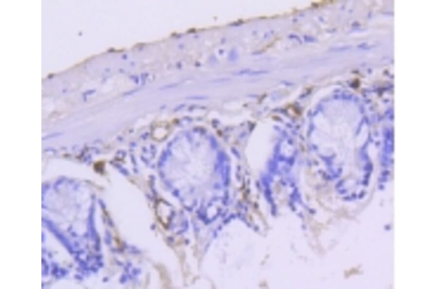 Anti-Cytokeratin 15 Antibody from Bioworld Technology (BS9947M) - Antibodies.com