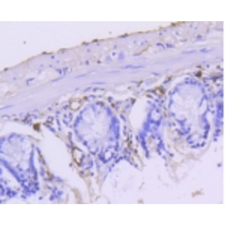 Anti-Cytokeratin 15 Antibody from Bioworld Technology (BS9947M) - Antibodies.com