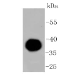 Anti-IgG4 Antibody from Bioworld Technology (BS9949M) - Antibodies.com