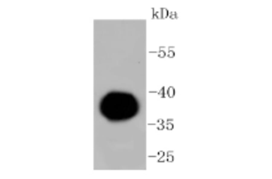 Anti-IgG4 Antibody from Bioworld Technology (BS9949M) - Antibodies.com