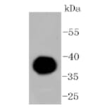 Anti-IgG4 Antibody from Bioworld Technology (BS9949M) - Antibodies.com