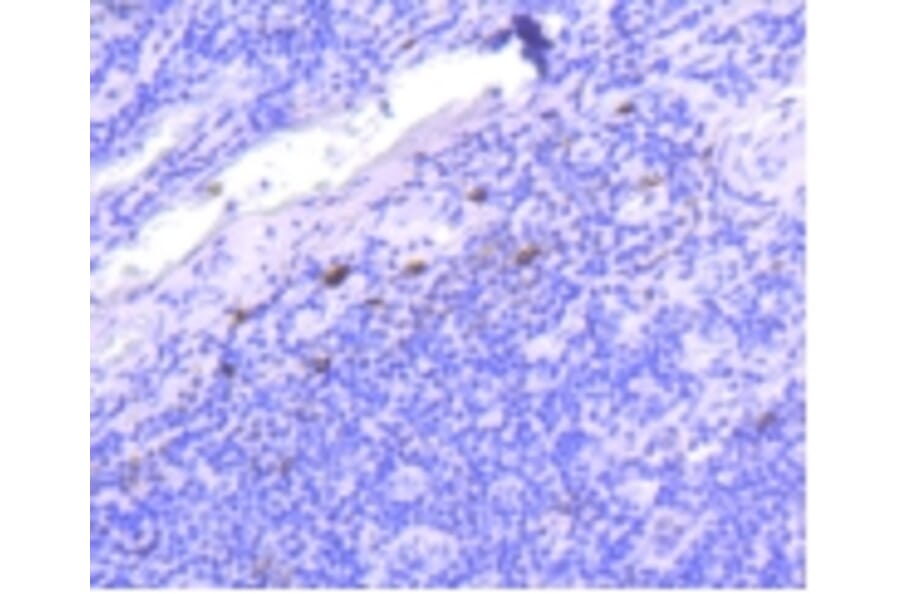 Anti-IgG4 Antibody from Bioworld Technology (BS9949M) - Antibodies.com