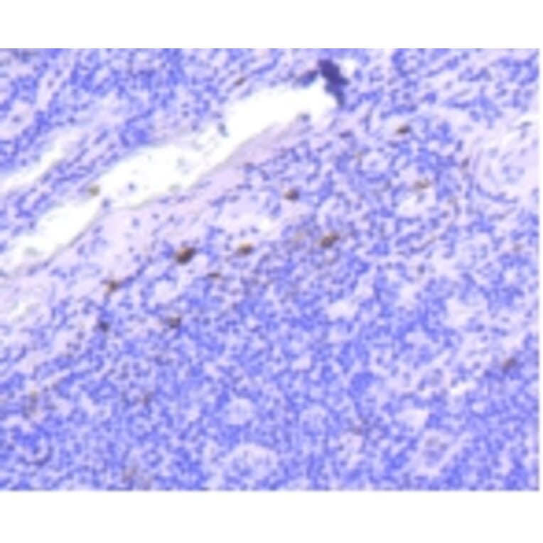 Anti-IgG4 Antibody from Bioworld Technology (BS9949M) - Antibodies.com