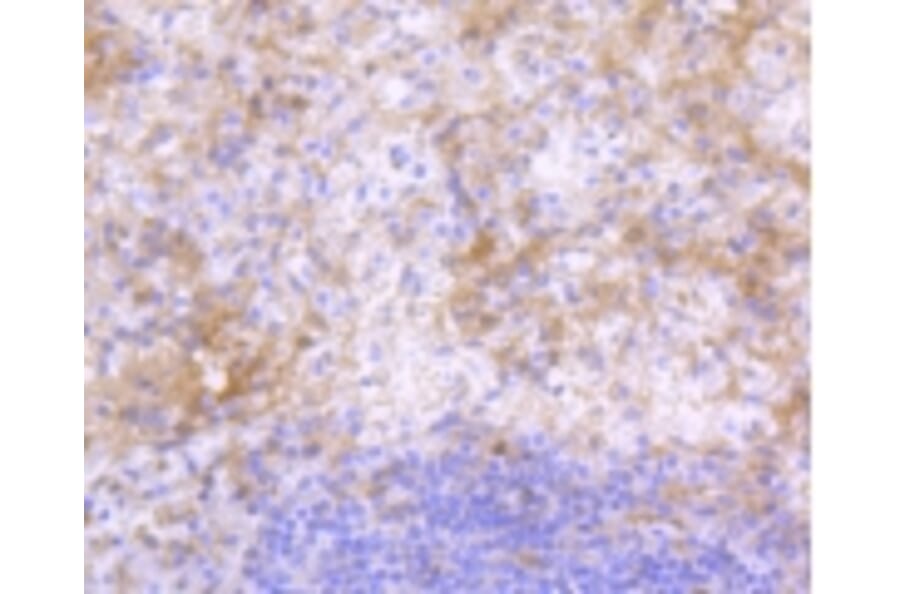 Anti-IgG4 Antibody from Bioworld Technology (BS9949M) - Antibodies.com