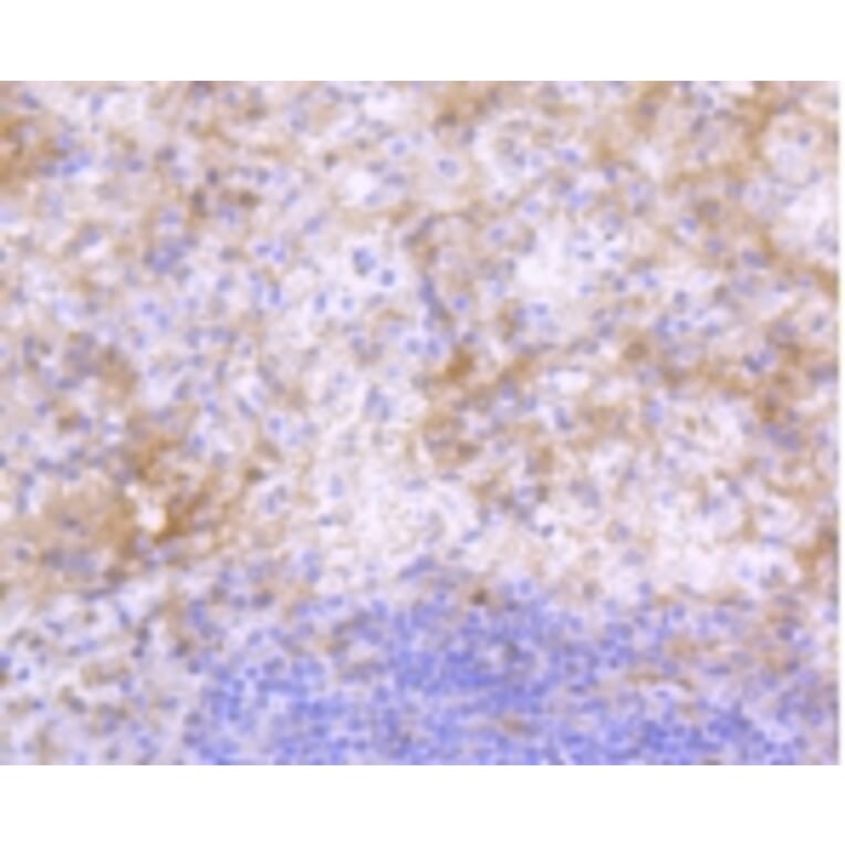 Anti-IgG4 Antibody from Bioworld Technology (BS9949M) - Antibodies.com