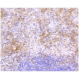 Anti-IgG4 Antibody from Bioworld Technology (BS9949M) - Antibodies.com