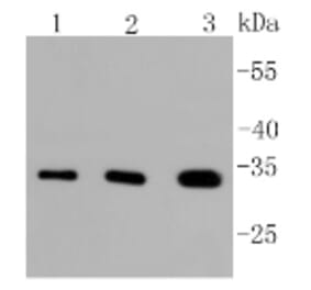 Anti-PIM1 Antibody from Bioworld Technology (BS9950M) - Antibodies.com