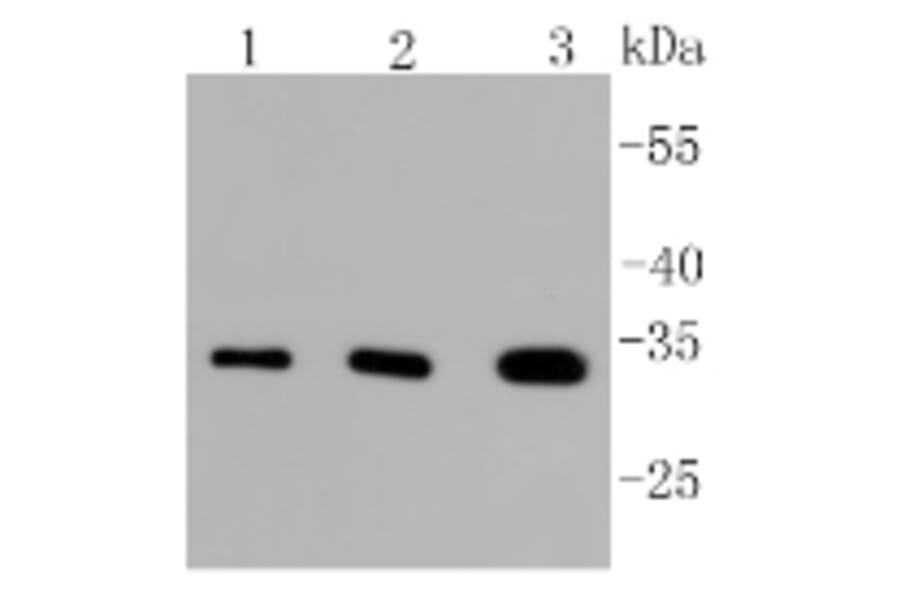 Anti-PIM1 Antibody from Bioworld Technology (BS9950M) - Antibodies.com