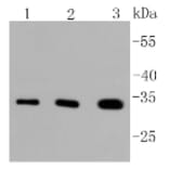 Anti-PIM1 Antibody from Bioworld Technology (BS9950M) - Antibodies.com