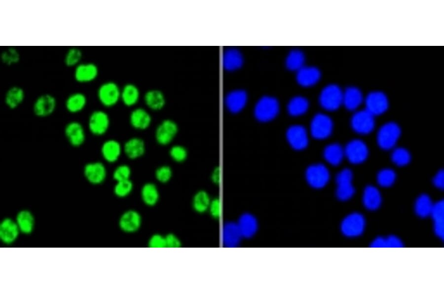 Anti-PIM1 Antibody from Bioworld Technology (BS9950M) - Antibodies.com