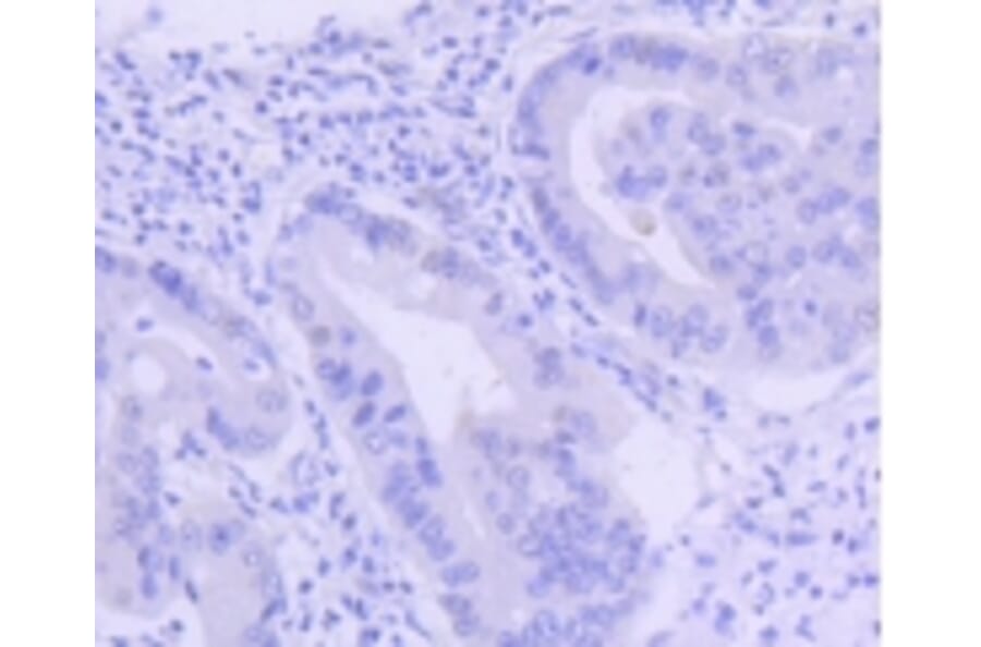 Anti-PIM1 Antibody from Bioworld Technology (BS9950M) - Antibodies.com