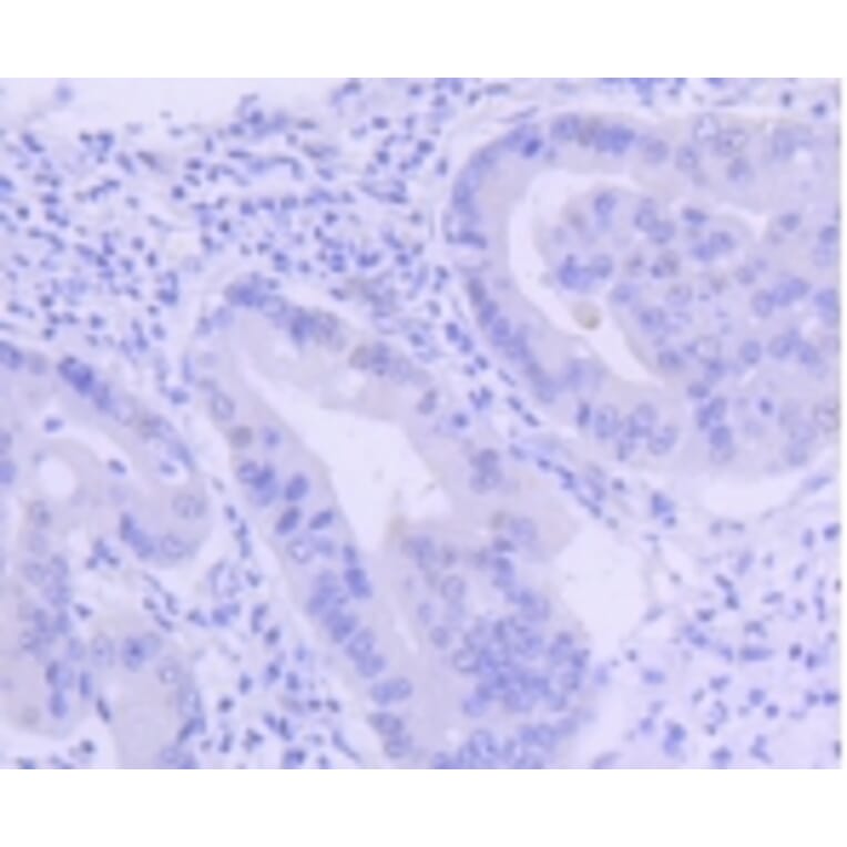 Anti-PIM1 Antibody from Bioworld Technology (BS9950M) - Antibodies.com