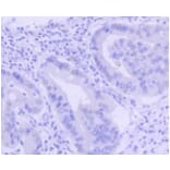 Anti-PIM1 Antibody from Bioworld Technology (BS9950M) - Antibodies.com
