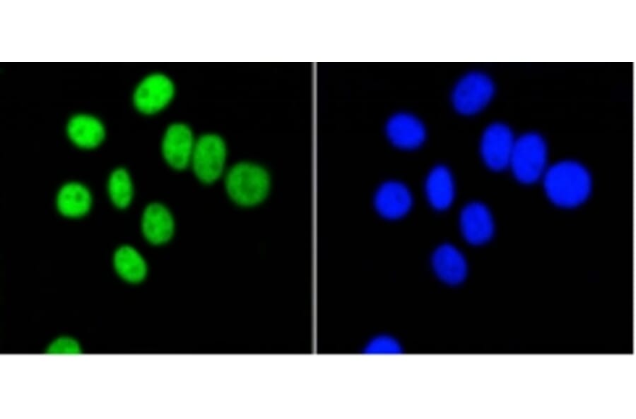 Anti-PIM1 Antibody from Bioworld Technology (BS9950M) - Antibodies.com