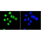 Anti-PIM1 Antibody from Bioworld Technology (BS9950M) - Antibodies.com