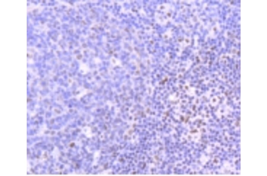Anti-PIM1 Antibody from Bioworld Technology (BS9950M) - Antibodies.com