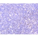 Anti-PIM1 Antibody from Bioworld Technology (BS9950M) - Antibodies.com