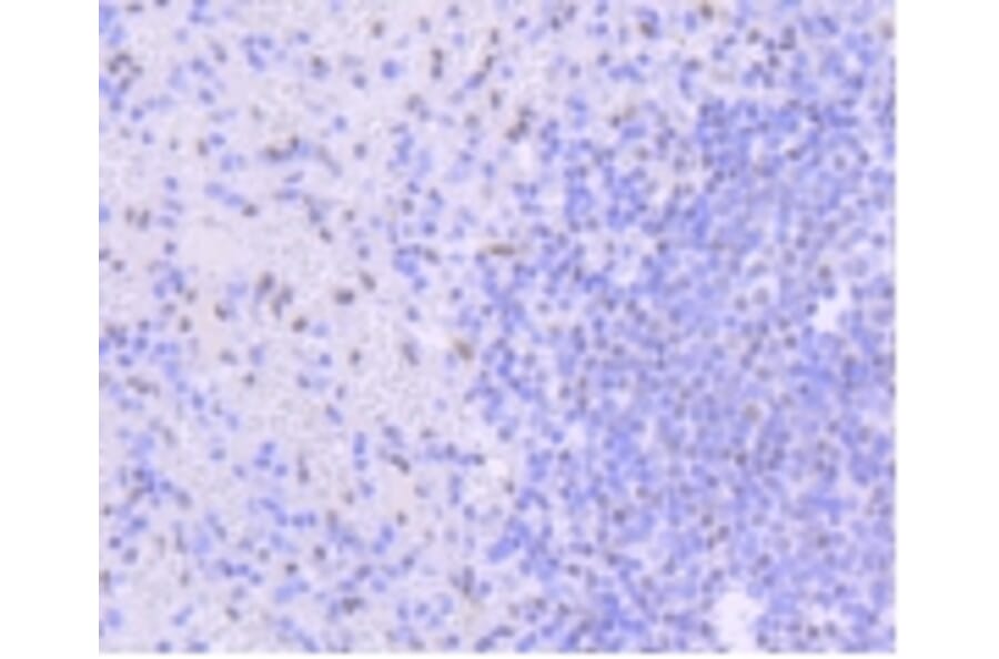 Anti-PIM1 Antibody from Bioworld Technology (BS9950M) - Antibodies.com