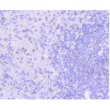 Anti-PIM1 Antibody from Bioworld Technology (BS9950M) - Antibodies.com