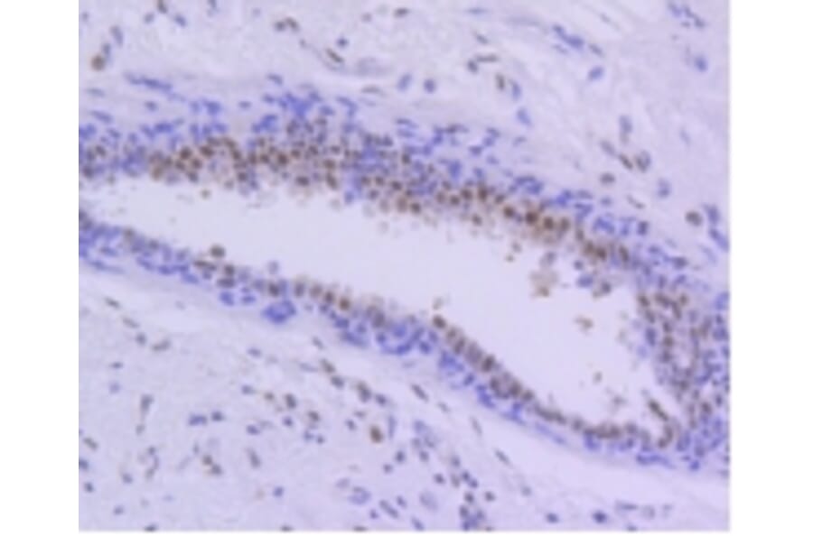 Anti-PIM1 Antibody from Bioworld Technology (BS9950M) - Antibodies.com