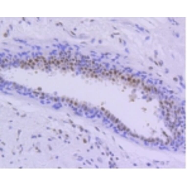 Anti-PIM1 Antibody from Bioworld Technology (BS9950M) - Antibodies.com