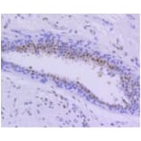 Anti-PIM1 Antibody from Bioworld Technology (BS9950M) - Antibodies.com