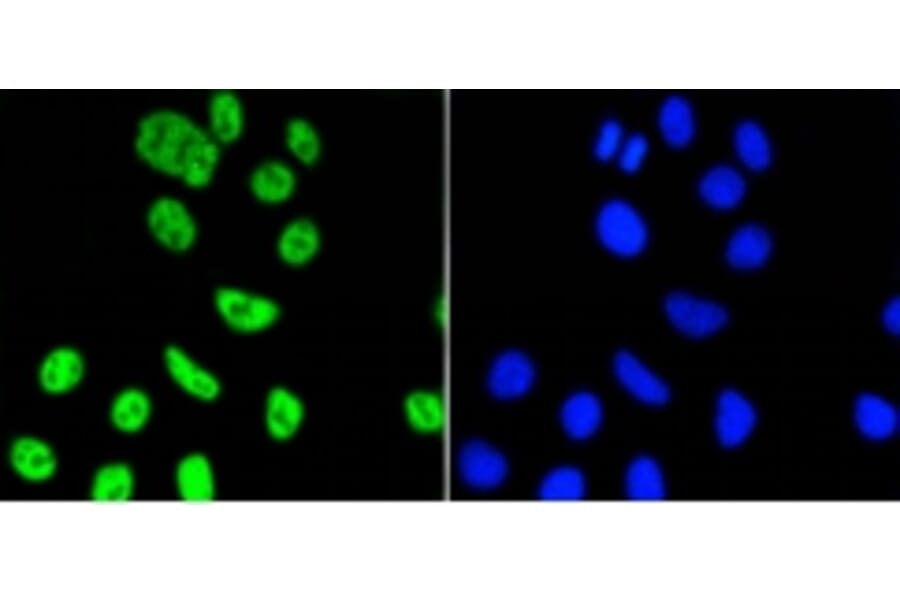 Anti-PIM1 Antibody from Bioworld Technology (BS9950M) - Antibodies.com