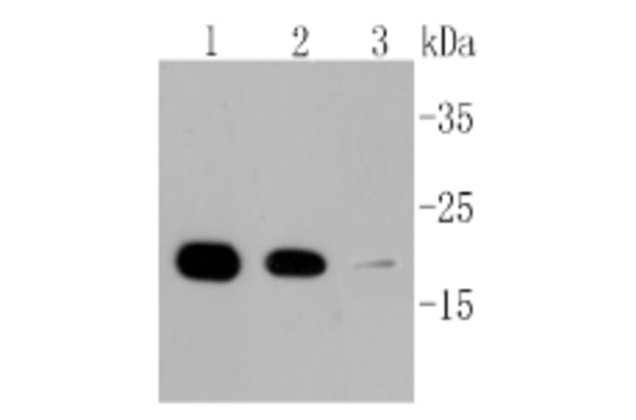 Anti-Cyclophilin B Antibody from Bioworld Technology (BS9951M) - Antibodies.com