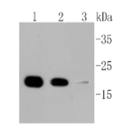 Anti-Cyclophilin B Antibody from Bioworld Technology (BS9951M) - Antibodies.com