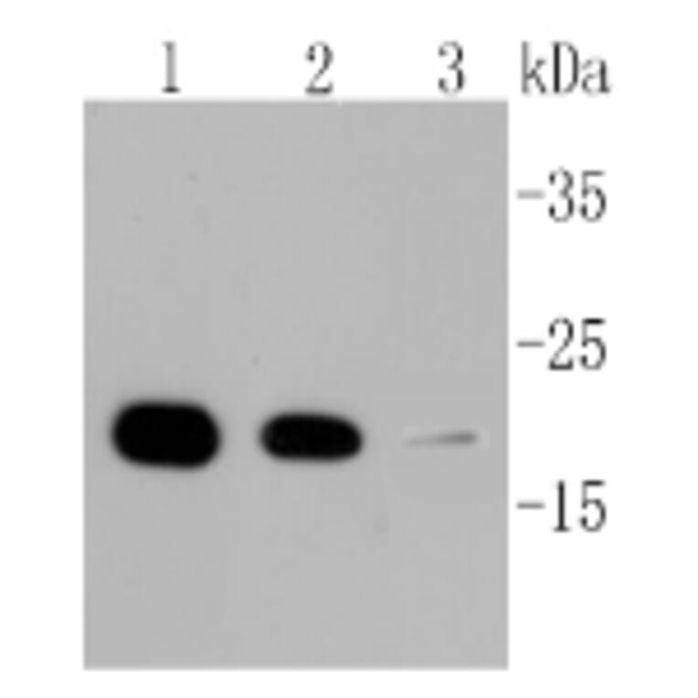 Anti-Cyclophilin B Antibody from Bioworld Technology (BS9951M) - Antibodies.com